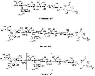 Synthesis of Type-I and Type-II LacNAc-Repeating Oligosaccharides as the Backbones of Tumor-Associated Lewis Antigens